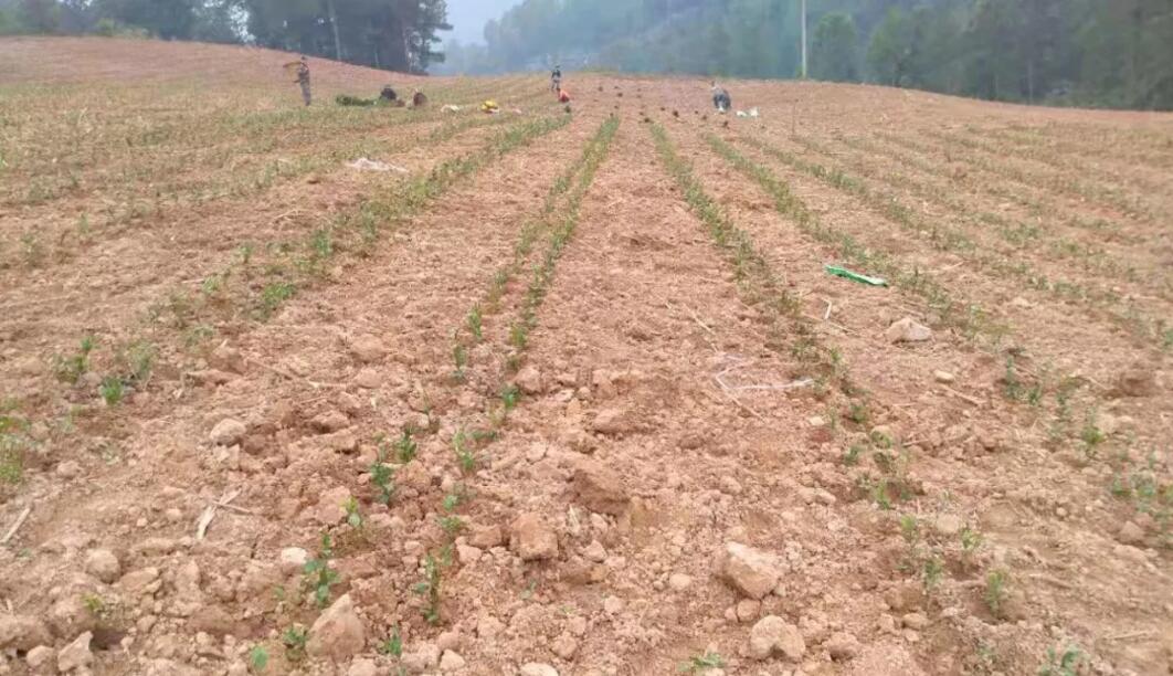 万源+富硒茶+茶山(万源富硒茶多少钱一斤)-硒宝网