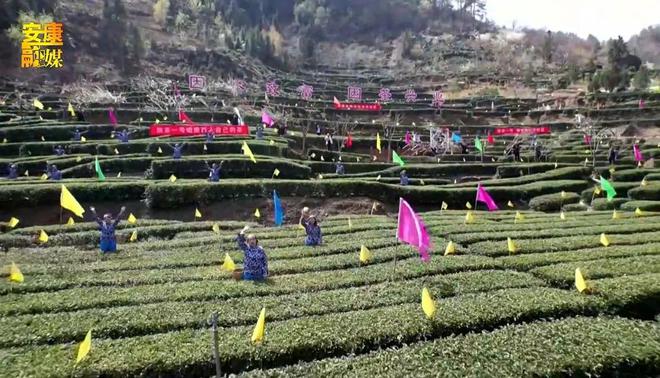 万源+富硒茶+茶山（富硒茶园）-硒宝网