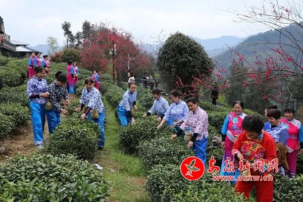 紫阳富硒茶发展趋势（紫阳富硒茶文化）-硒宝网