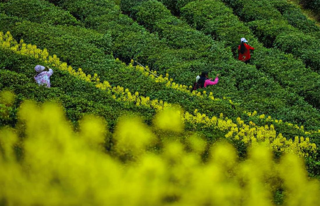 陕西西乡富硒茶产地(富硒茶园)-硒宝网