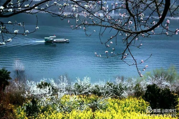 安徽石台山的富硒茶（石台县大山村富硒茶）-硒宝网