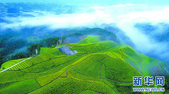 湖北恩施富硒乌龙茶(富硒乌龙茶排行榜)-硒宝网