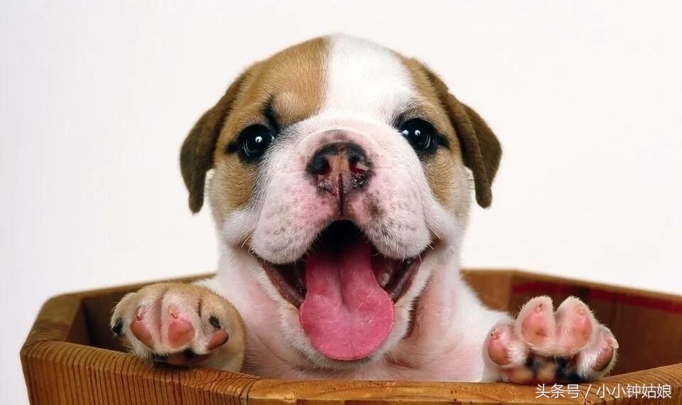 狗狗怎么补钙（狗狗补钙什么牌子好）-硒宝网