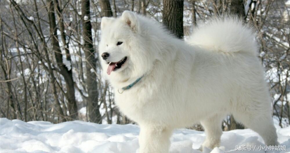 狗狗怎么补钙（狗狗补钙什么牌子好）-硒宝网