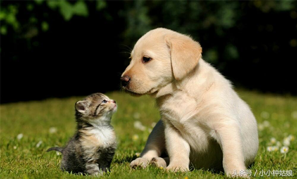 狗狗怎么补钙（狗狗补钙什么牌子好）-硒宝网