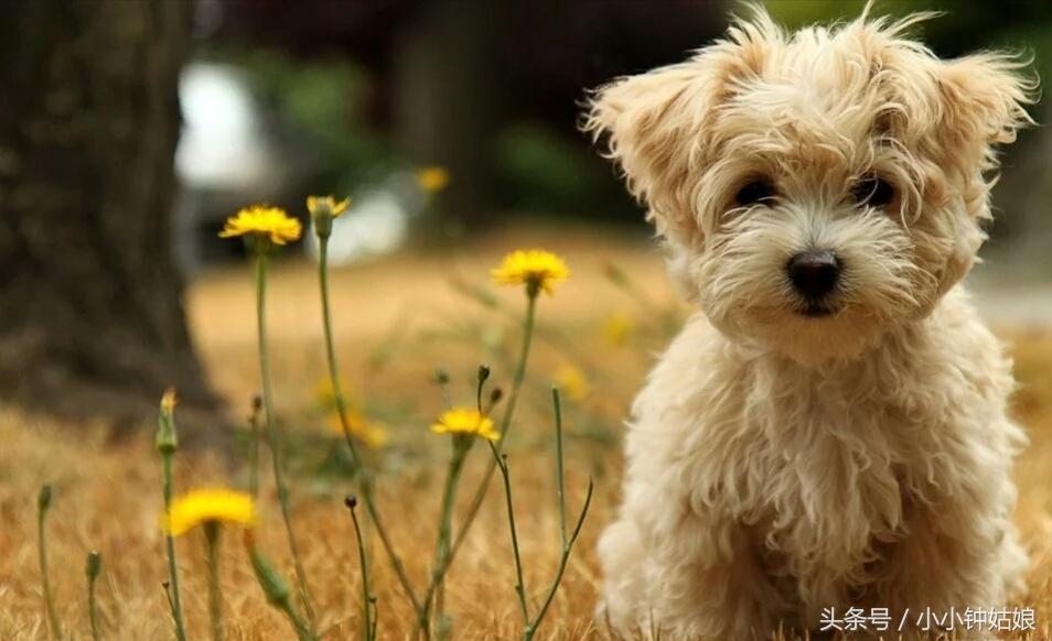 狗狗怎么补钙（狗狗补钙什么牌子好）-硒宝网