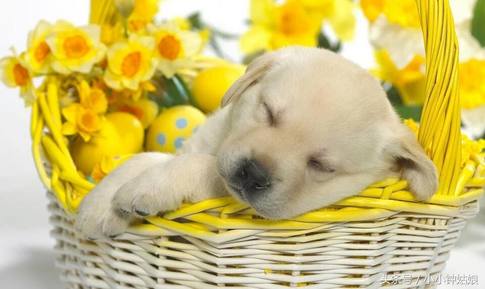 狗狗怎么补钙（狗狗补钙什么牌子好）-硒宝网