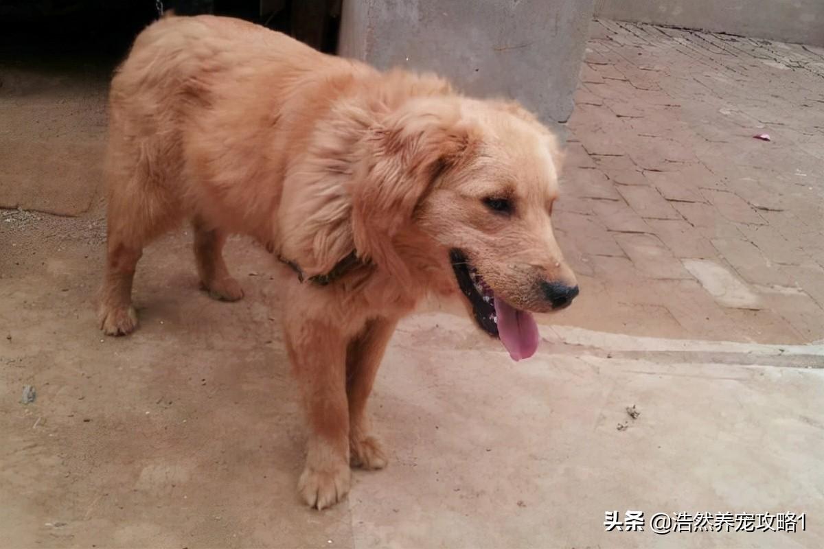 狗狗怎么补钙(狗狗补钙需要补多长时间)-硒宝网