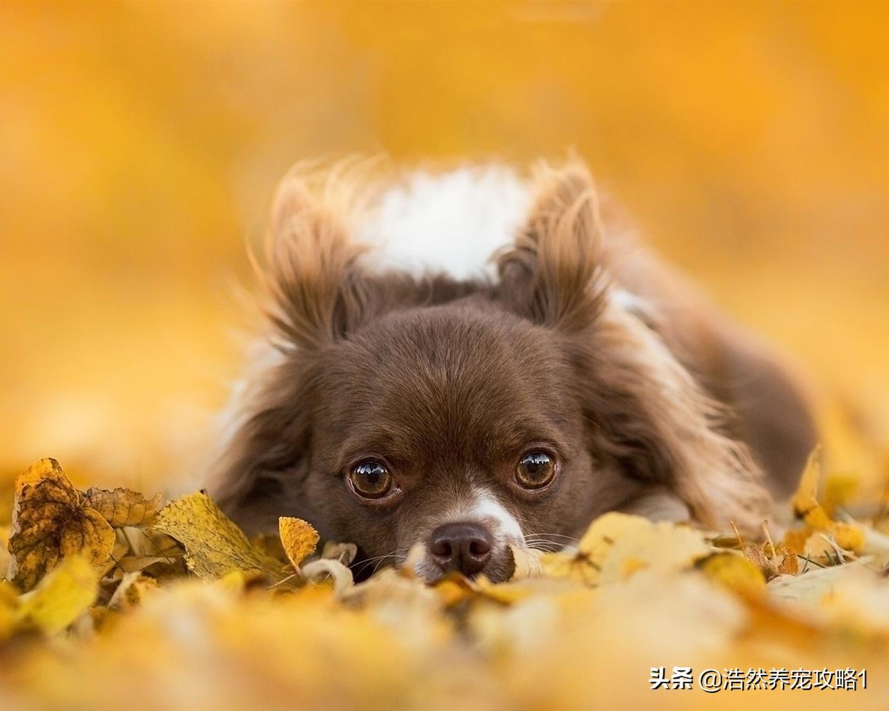 狗狗怎么补钙(狗狗补钙需要补多长时间)-硒宝网