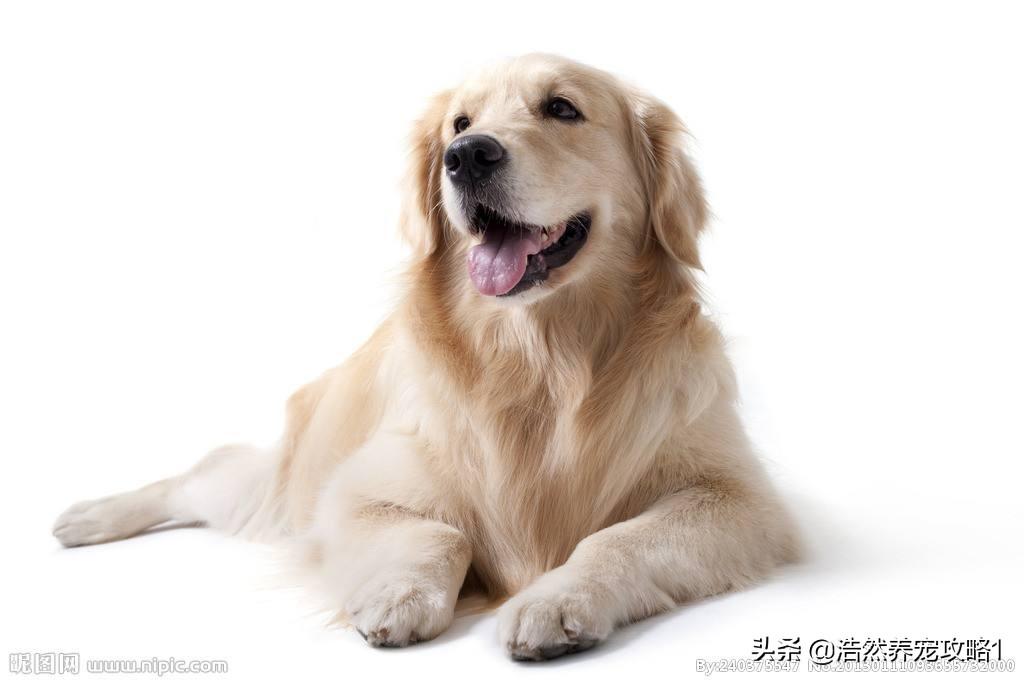 狗狗怎么补钙(狗狗补钙需要补多长时间)-硒宝网