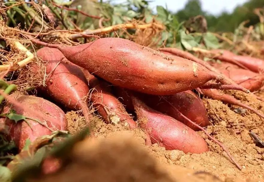 藤匠人富硒来凤藤茶（来凤藤茶多少钱一斤）-硒宝网