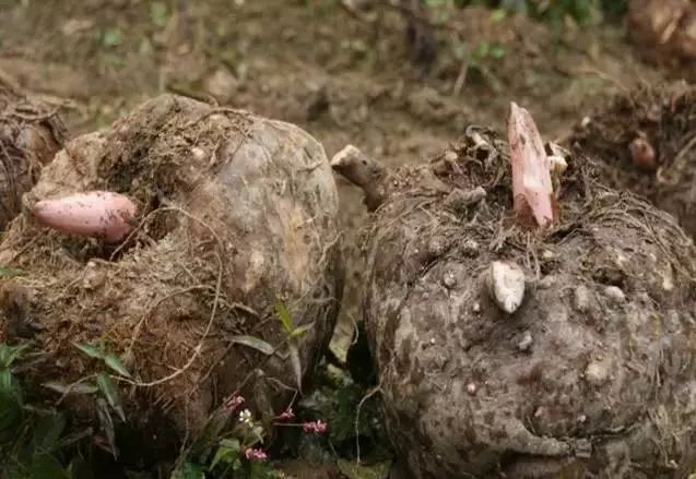 藤匠人富硒来凤藤茶（来凤藤茶多少钱一斤）-硒宝网