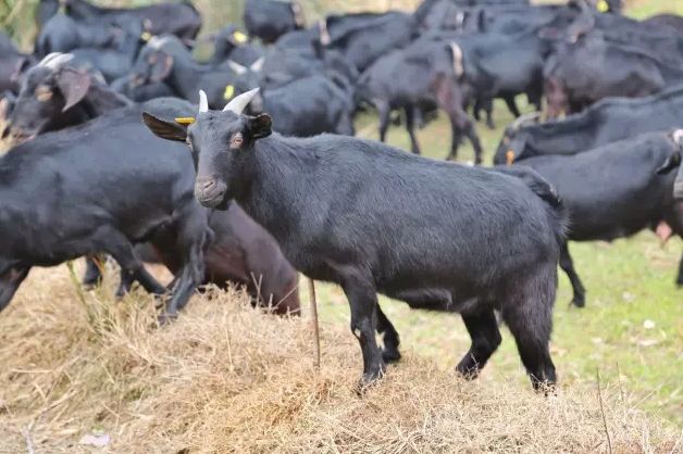 藤匠人富硒来凤藤茶（来凤藤茶多少钱一斤）-硒宝网