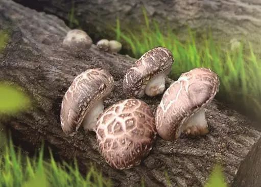 藤匠人富硒来凤藤茶（来凤藤茶多少钱一斤）-硒宝网