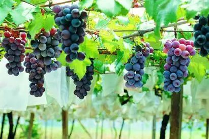 藤匠人富硒来凤藤茶（来凤藤茶多少钱一斤）-硒宝网