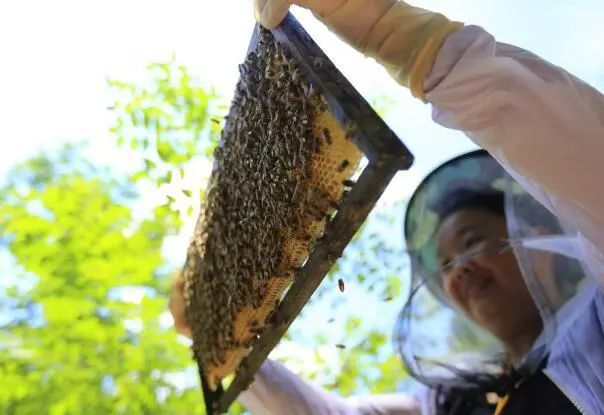 藤匠人富硒来凤藤茶（来凤藤茶多少钱一斤）-硒宝网
