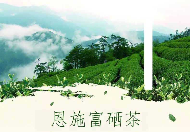 藤匠人富硒来凤藤茶（来凤藤茶多少钱一斤）-硒宝网