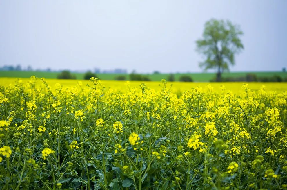 藤匠人富硒来凤藤茶（来凤藤茶多少钱一斤）-硒宝网