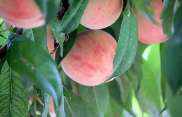 藤匠人富硒来凤藤茶（来凤藤茶多少钱一斤）-硒宝网