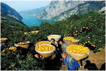 藤匠人富硒来凤藤茶（来凤藤茶多少钱一斤）-硒宝网