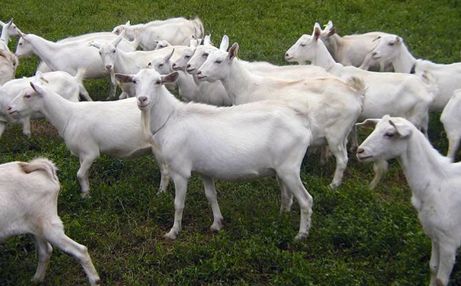 藤匠人富硒来凤藤茶（来凤藤茶多少钱一斤）-硒宝网