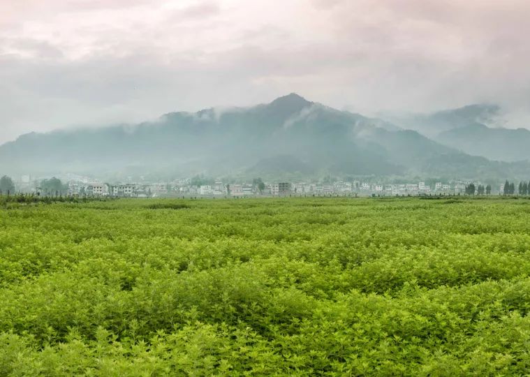 藤匠人富硒来凤藤茶（来凤藤茶多少钱一斤）-硒宝网