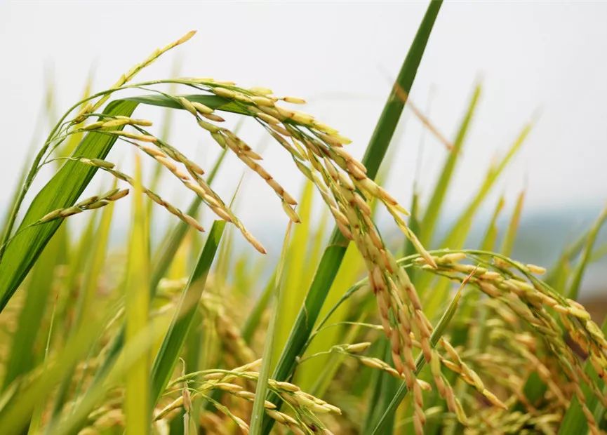 藤匠人富硒来凤藤茶（来凤藤茶多少钱一斤）-硒宝网