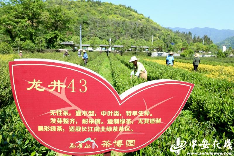 石台县长推荐富硒茶（石台县茶叶）-硒宝网