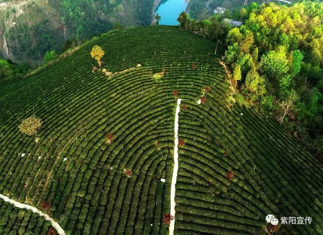 我为紫阳富硒茶代言（代言茶紫阳富硒为什么不卖）-硒宝网