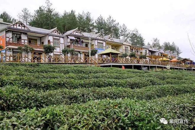 我为紫阳富硒茶代言（代言茶紫阳富硒为什么不卖）-硒宝网