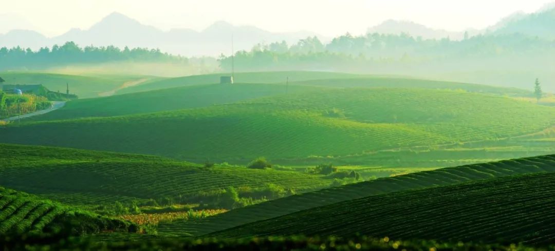 凤冈富硒茶湄潭翠芽（湄潭翠芽茶厂）-硒宝网