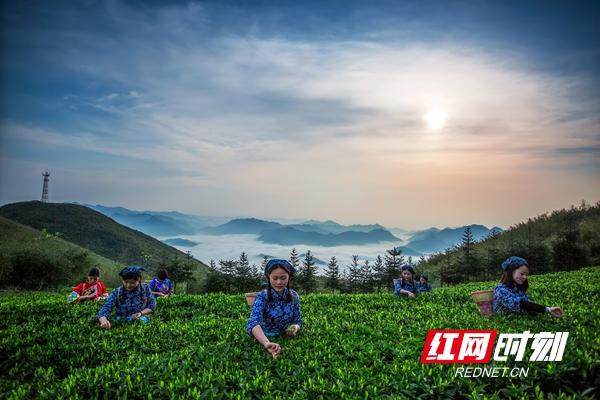 富硒黑茶有哪些品牌(富硒黑茶价格表)-硒宝网