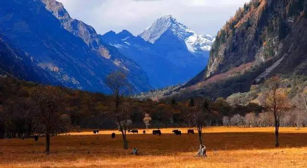 家乡最出名的富硒茶（富硒茶之乡）-硒宝网