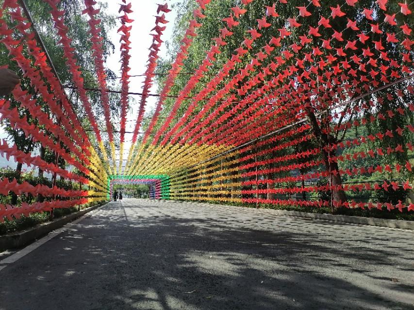 紫阳富硒茶与铁观音(铁观音茶含硒吗)-硒宝网