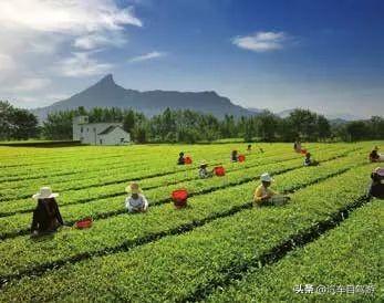 石台富硒茶是毛峰吗(富硒茶和毛尖的区别)-硒宝网