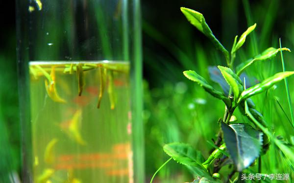 紫阳富硒茶与铁观音（富硒铁观音茶叶）-硒宝网