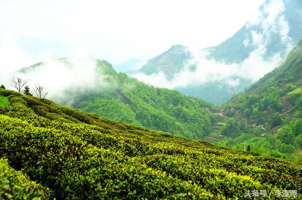 紫阳富硒茶与铁观音（富硒铁观音茶叶）-硒宝网