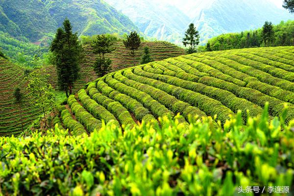 紫阳富硒茶与铁观音（富硒铁观音茶叶）-硒宝网