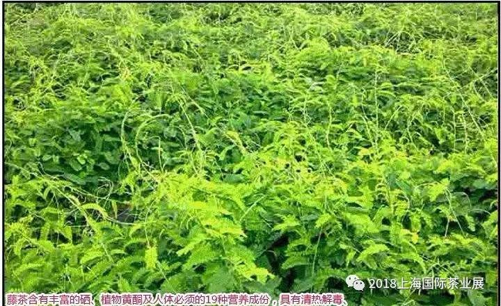 富硒藤茶价格是多少(富硒藤茶的功效与作用)-硒宝网