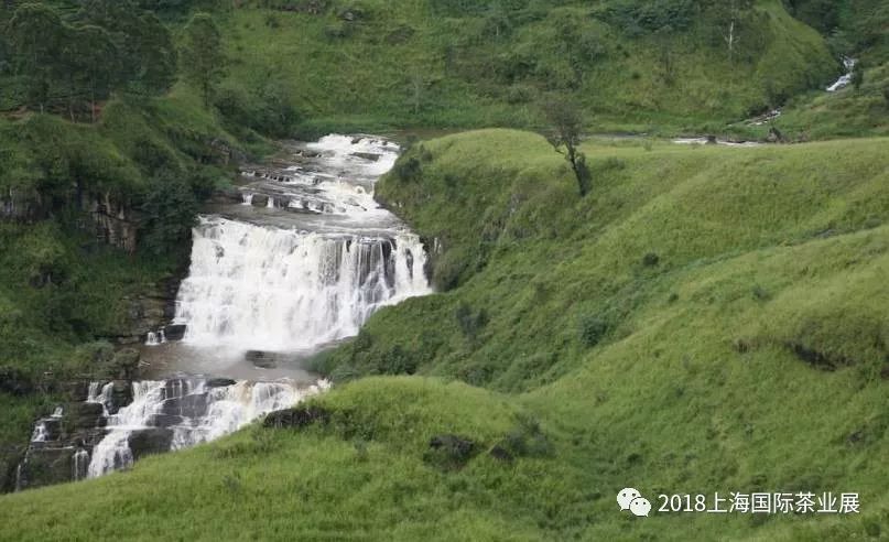 富硒藤茶价格是多少(富硒藤茶的功效与作用)-硒宝网