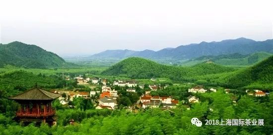 富硒藤茶价格是多少(富硒藤茶的功效与作用)-硒宝网