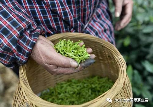 富硒藤茶价格是多少(富硒藤茶的功效与作用)-硒宝网