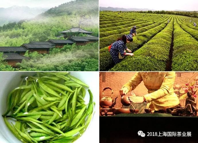 富硒藤茶价格是多少(富硒藤茶的功效与作用)-硒宝网