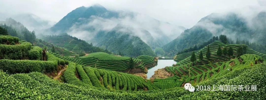 富硒藤茶价格是多少(富硒藤茶的功效与作用)-硒宝网