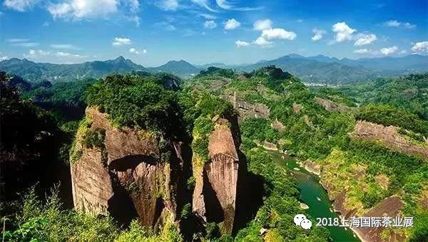 富硒藤茶价格是多少(富硒藤茶的功效与作用)-硒宝网