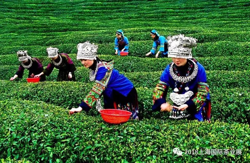 富硒藤茶价格是多少(富硒藤茶的功效与作用)-硒宝网