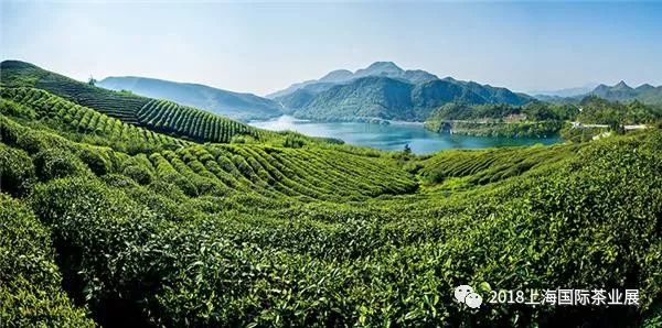 富硒藤茶价格是多少(富硒藤茶的功效与作用)-硒宝网