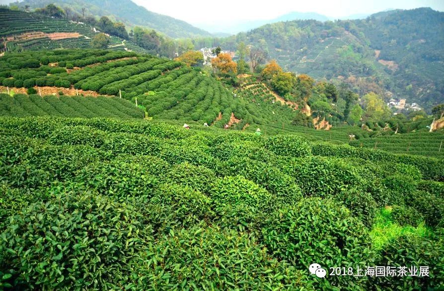 富硒藤茶价格是多少(富硒藤茶的功效与作用)-硒宝网