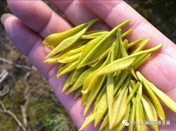 富硒藤茶价格是多少(富硒藤茶的功效与作用)-硒宝网