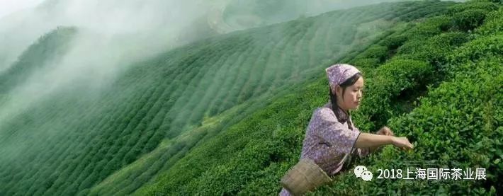 富硒藤茶价格是多少(富硒藤茶的功效与作用)-硒宝网